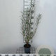 Salix rosmarinifolia 60-80 cm 2,0L