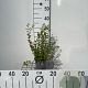Symphoricarpos d. 'Mother of Pearl' 30-40 cm C1.3