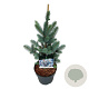 Picea pungens 'Iseli Fastigiate' 40-50 cm P26