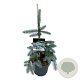 Picea pungens 'Koster' 40-50 cm P26