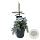 Picea pungens 'Koster' 40-50 cm P26