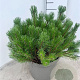 Pinus mugo mugo 40-50 cm 10L