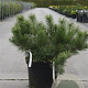 Pinus mugo mugo 40-50 cm 10L