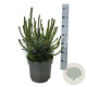 Pinus mugo uncinata 40-50 cm P26