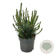 Pinus mugo uncinata 40-50 cm P26