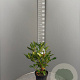 Rhododendron 'Cunningham's White' 50-60 cm 7,5L