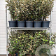 Elaeagnus ebb. 'Compacta' 60-80 cm 7,5L