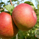 Malus d. 'Brabant Bellefleur' halfstam wortelgoed
