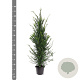 Taxus baccata 100-125 cm 7,5L