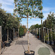 Photinia fraseri 'Red Robin' 200 cm stam container 20-25 leiboom