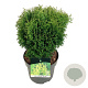 Thuja occ. 'Tiny Tim' 25-30 cm 6,5L
