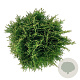 Thuja occ. 'Tiny Tim' 25-30 cm 6,5L