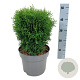 Thuja occ. 'Tiny Tim' 25-30 cm 6,5L