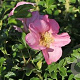 Rosa (R) Dagmar Hastrup GM C1.5