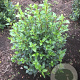 Viburnum tinus 80-100 cm 15L