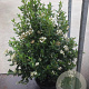 Viburnum tinus 80-100 cm 15L