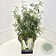 Buddleja d. 'White Profusion' 40-60 cm 10L
