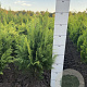 Chamaecyparis l. 'Stardust' 60-80 cm met kluit