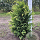 Chamaecyparis l. 'Stardust' 80-100 cm met kluit