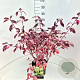 Cornus alba 'Sibirica Variegata' 60-80 cm 10L
