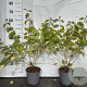 Cornus sang. 'Midwinter Fire' 40-60 cm 2,0L