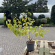 Cornus sang. 'Midwinter Fire' 40-60 cm 2,0L