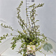 Deutzia rosea 60-80 cm 10L
