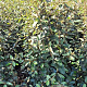 Elaeagnus ebbingei 125 cm met kluit