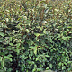 Elaeagnus ebbingei 125 cm met kluit