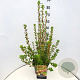 Enkianthus camp. 'Red Bells' 60-80 cm 10L