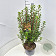 Enkianthus camp. 'Red Bells' 60-80 cm 10L