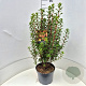 Enkianthus camp. 'Red Bells' 60-80 cm 10L