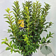 Forsythia int. 'Spectabilis' 80-100 cm 10L