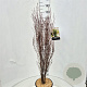 Frangula alnus Fine Line 100-120 cm 15L