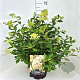 Hydrangea pan. 'Grandiflora' 40-50 cm 10L