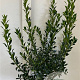 Ilex aq. 'Alaska' 60-80 cm met kluit