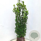 Ilex meserv. 'Heckenstar' 100-120 cm met kluit