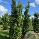 Ilex meserv. 'Heckenstar' 140-160 cm met kluit