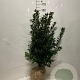 Ilex meserv. 'Blue Prince' 100 cm met kluit