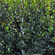 Ilex meserv. 'Blue Prince' 125-150 cm met kluit