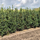 Ilex meserv. Heckenfee 175-200 cm met kluit
