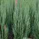 Juniperus s. 'Blue Arrow' 100-120 cm met kluit