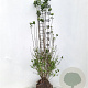 Ligustrum vulg. 'Atrovirens' 100-125 cm met kluit