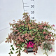 Loropetalum c. 'Daybreak's Flame 40-45 cm 10L