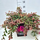 Loropetalum c. 'Daybreak's Flame 40-45 cm 10L