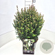 Luma apiculata 40-45 cm 10L