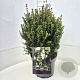 Luma apiculata 40-45 cm 10L
