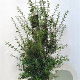 Osmanthus burkwoodii 100-125 cm met kluit extra