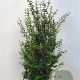 Osmanthus burkwoodii 125-150 cm met kluit extra