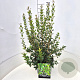 Osmanthus heterophyllus 60-80 cm 10L